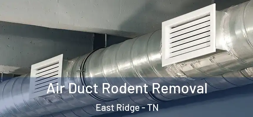  Air Duct Rodent Removal East Ridge - TN