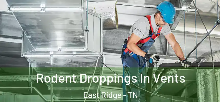  Rodent Droppings In Vents East Ridge - TN